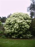 درخت سه رنگ